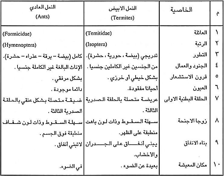 شكل حشرة الرمة وكيف يمكن التعرف عليها شكل حشرة الرمة وكيف يمكن التعرف عليها