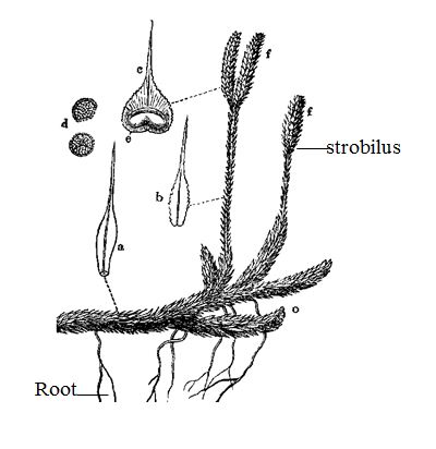 الوصف: Lycopodium