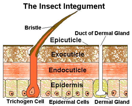 الوصف: http://www.earthlife.net/insects/images/anatomy/cuticle.gif