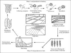 الوصف: laminaria_prd_cycle