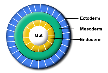 الوصف: Diploblastic Layers