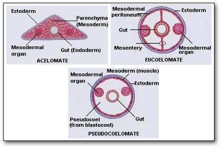 الوصف: Body Cavity Coelom