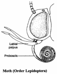 الوصف: http://www.entomology.umn.edu/cues/4015/morpology/siphon.jpg