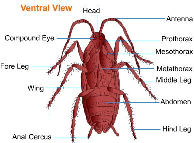 الوصف: http://image.wistatutor.com/content/feed/tvcs/morphology20of20cockroach.jpeg