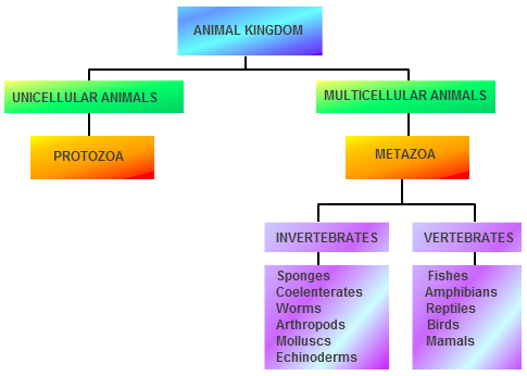 الوصف: Animalia Kingdom Classification Chart