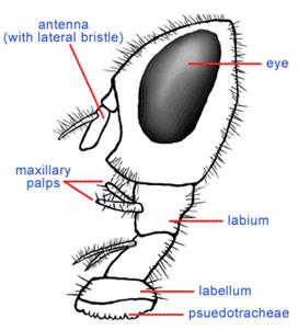 الوصف: http://www.entomology.umn.edu/cues/4015/morpology/mouth_fly.gif