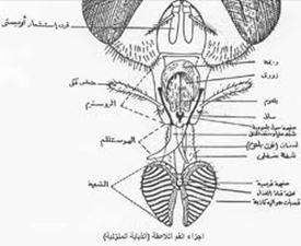 الوصف: http://t2.gstatic.com/images?q=tbn:ANd9GcQgbvGd31MmpU-mHGFko4jNYMoIDU7HhWe0zF4o8ewuuoetb9qD&t=1