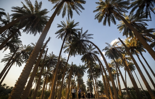 زيارة الأربعين