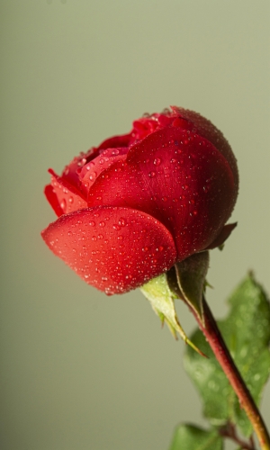زهور
