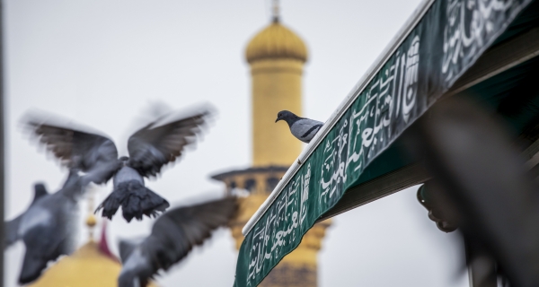 طيور صحن المولى أبي الفضل العباس عليه السلام