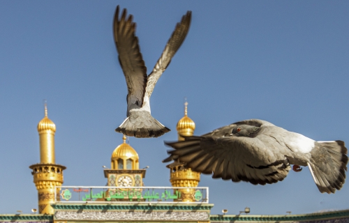 طيور صحن أباعبدلله الحسين عليه السلام