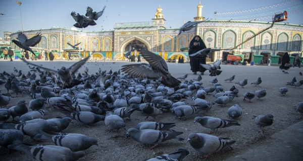 طيور صحن المولى أبي الفضل العباس 